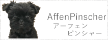 アーフェンピンシャー