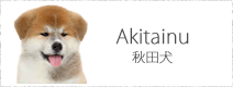 秋田犬