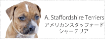 アメリカンスタッフォードシャーテリア