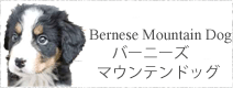 バーニーズマウンテンドッグ
