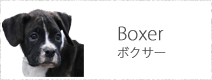 ボクサー
