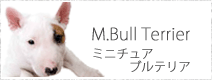 ミニチュアブルテリア