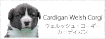 ウェルシュコーギーカーデガン