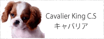 キャバリア・キング・チャールス・スパニエル
