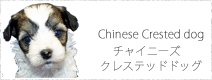 チャイニーズクレステッドドッグ