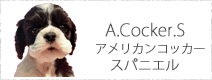 アメリカンコッカースパニエル
