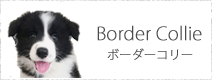 ボーダーコリー