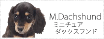 ミニチュアダックスフンド