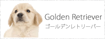 ゴールデンレトリーバー