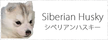 シベリアンハスキー