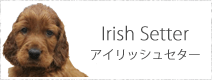 アイリッシュセター
