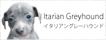 イタリアングレーハウンド