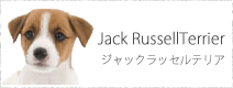 ジャックラッセルテリア