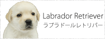 ラブラドールレトリーバー