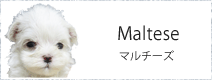 マルチーズ