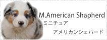 ミニチュア・アメリカン・シェパード