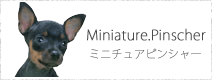 ミニチュアピンシャー