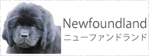 ニューファンドランド