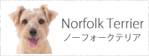 ノーフォークテリア