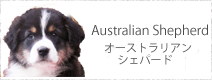 オーストラリアン・シェパード