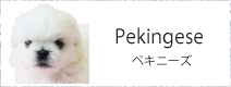 ペキニーズ