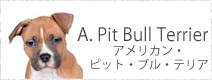 アメリカン・ピット・ブル・テリア