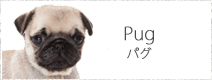 パグ