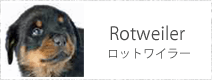 ロットワイラー