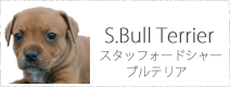 スタッフォードシャーブルテリア