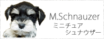 ミニチュアシュナウザー