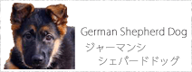 ジャーマンシェパードドッグ