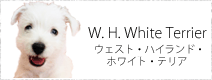 ウェスト・ハイランド・ホワイトテリア