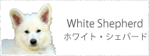 ホワイト・シェパード