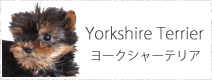 ヨークシャーテリア