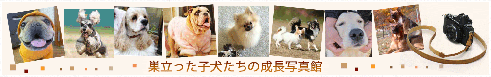 巣立った子犬たちの写真館