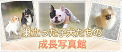 子犬たちの成長写真館