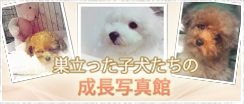 子犬たちの成長写真館