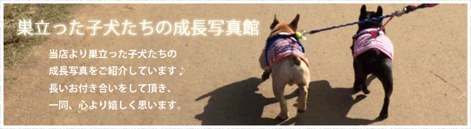 子犬の成長写真館