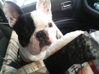 フレンチブルドック