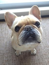 フレンチブルドック