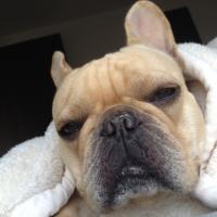 フレンチブルドック