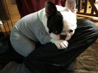 フレンチブルドック