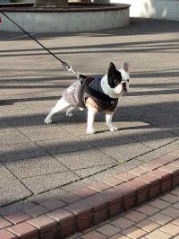 フレンチブルドック