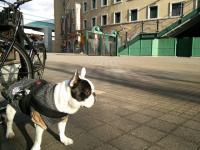 フレンチブルドック