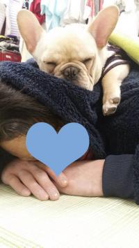 フレンチブルドック