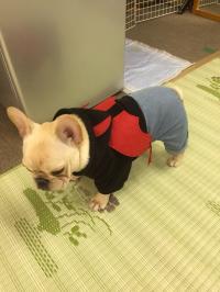 フレンチブルドック