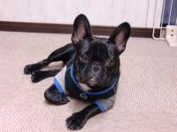 フレンチブルドック