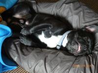 フレンチブルドック