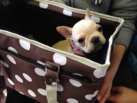 フレンチブルドック