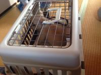 フレンチブルドック